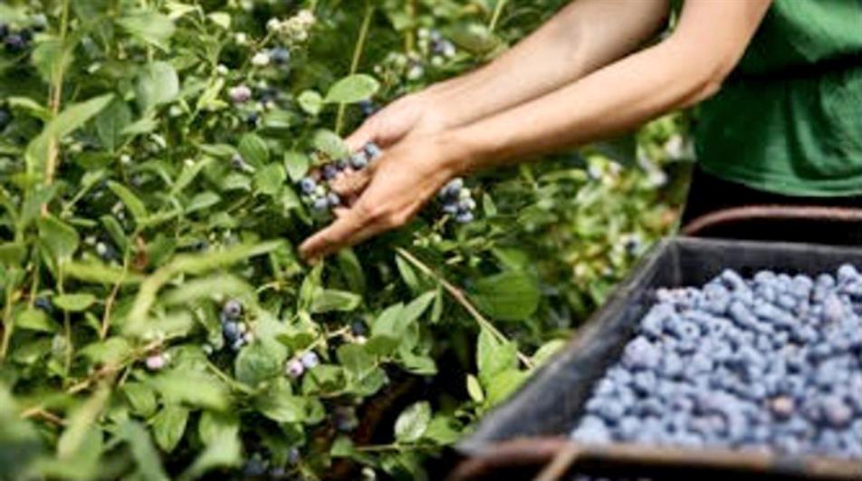 Hall Hunter blueberries 